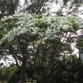 流蘇花(台大校園)