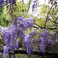 紫藤花(竹子湖)