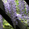 紫藤花(竹子湖)