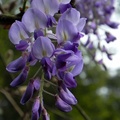 紫藤花 (緣道觀音廟)