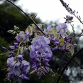紫藤花 （緣道觀音廟）