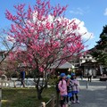 京都嵐山公園 4/01/2012