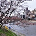 日本櫻花2012