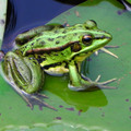 青蛙 (植物園) 5/12/2012