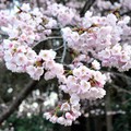 日本櫻花祭2012