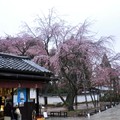 京都醍醐寺 (三寶院)