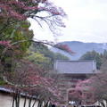 日本櫻花祭2012