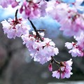 日本櫻花2012