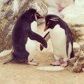 Rockhopper penguins make friends in the Falkland Islands_From National Geographic