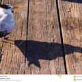 birdshadow