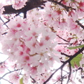 天元宮櫻花