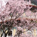 天元宮櫻花