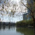 湖邊遍植楊柳