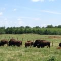 菓園外農場圈養的美國野牛