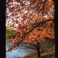 湖邊紅葉