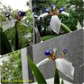 Walking Iris Blooming