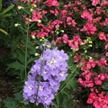 海棠和紫色的花