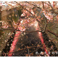 2005.4.4.早聞東京的花名，一趟精彩的賞櫻之旅