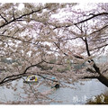 2005.4.4.早聞東京的花名，一趟精彩的賞櫻之旅