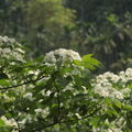 20124.4.20.土城桐花公園