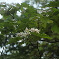 20124.4.20.土城桐花公園