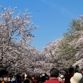 2015.4.22「花見」的盛況在上野公園