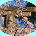 2015.4.22「花見」的盛況在上野公園