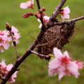 櫻之居，櫻花樹下的鳥巢