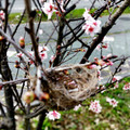 櫻之居，櫻花樹下的鳥巢