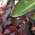 2019. 5.14 .梅雨中手機隨意拍花