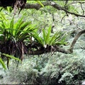 蕨類植物一簇簇點綴在樹林間，是春天森林間最應景的景緻。