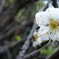 2019. 5.14 .梅雨中手機隨意拍花