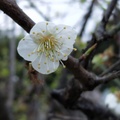 2019. 5.14 .梅雨中手機隨意拍花