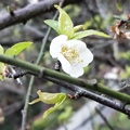 2019. 5.14 .梅雨中手機隨意拍花