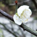 2019. 5.14 .梅雨中手機隨意拍花