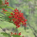 2017.10.19.台南蓮花、鳳凰花