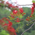 2017.10.19.台南蓮花、鳳凰花