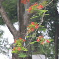 2017.10.19.台南蓮花、鳳凰花