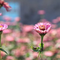 高雄杉林葵花迷宮