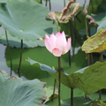 2017.10.19.台南蓮花、鳳凰花