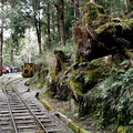 2019.3.23.太平山蹦蹦車及茂興懷舊步道