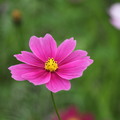 台東二層坪水橋波斯菊