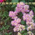 春花