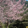武陵農場櫻花季 - 8