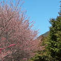 武陵農場櫻花季 - 16