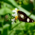 雌紅紫蛺蝶