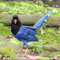 藍鵲
