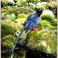 藍鵲洗澡
