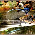藍鵲洗澡