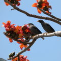 花鳥集